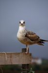 Juvenile Gull Stock Photo