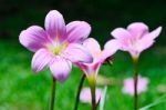 Zephyranthes Lily Stock Photo