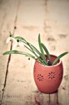 Bunch Of Snowdrop Flowers Stock Photo