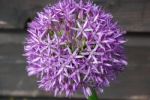 Allium Stock Photo