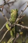 Cute Green Chameleon Stock Photo