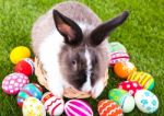 Rabbit And Easter Eggs In Green Grass Stock Photo