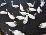 A Group Of Swans Stock Photo