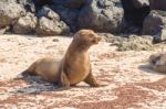 Sea Lion In Galapagos Islands Stock Photo