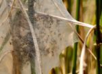 Nursery Web Spider Spiderlings Stock Photo