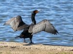 Cormorant Stock Photo