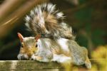 Squirrel Resting On Fence Stock Photo