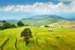 Rice Terrace Stock Photo