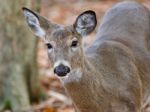 Beautiful Background With A Cute Wild Deer Standing In Forest Stock Photo