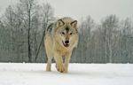 Lone Gray Wolf Stock Photo