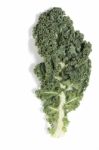 Curly Leaf Kale Stock Photo