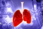 Lungs Stock Photo