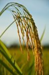 Rice Stock Photo