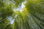 Bamboo Forest Stock Photo