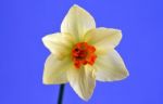 Daffodil Stock Photo