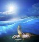 Turtle Swimming Under Clear Sea Blue Water With Sun Shining On Sky Above Use For Ocean Nature Background Stock Photo