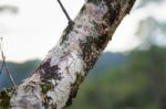 Mantis Camouflaged On Tree Branches Stock Photo