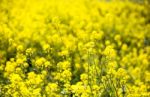 Close-up Of Beautiful Garden Flowers Field A Little Flowers Background Stock Photo