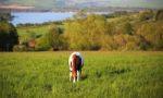 Horse On The Mountains Hills Stock Photo