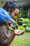 Blue-and-yellow Macaw, Ara Ararauna Perching On Girld Shoulder A Stock Photo