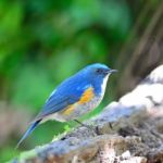 Male Himalayan Bluetail Stock Photo