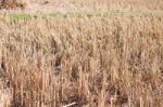 Harvested Rice In Rice Field In Thailand Stock Photo