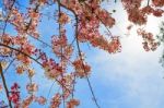 Cassia Bakeriana Flower Stock Photo