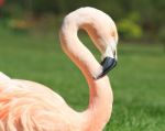 American, Caribbean And Greater Flamingo Stock Photo