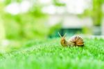 Snail Crawling Stock Photo