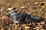 Pigeon Sitting On The Ground Parco Di Monza Italy Stock Photo