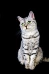 Adult British Short Hair Cat On Black Background Stock Photo