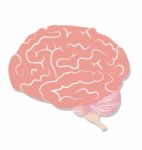 Brain On White Background Stock Photo