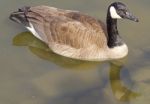 Beautiful Cackling Goose Stock Photo