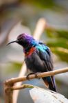 Splendid Sunbird (cinnyris Coccinigastrus) Stock Photo