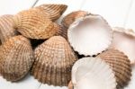 Several Clam Shells Isolated Stock Photo