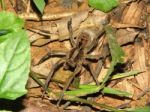 Spider Carrying Eggs - Lycosa Erythrognatha Stock Photo