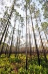 Pine Forest Stock Photo