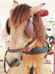 Close Up Face Of Working Horse With Eyes Blind Path Stock Photo