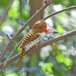 Female Banded Kingfisher Stock Photo