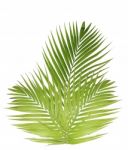 Palm Leaf Isolated On White Background Stock Photo