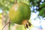 Unripe Pomegranate Stock Photo