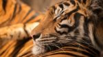 Bengal Tiger Sleeping On Another One Stock Photo