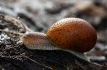 Snail On The Wild Stock Photo