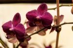 Crimson Phalaenopsis Dance Stock Photo