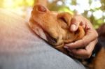 Beagle Dog Sleeps On The Owner 's Belly Stock Photo