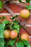 Biological Apples Stock Photo