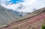 Flowering Desert (spanish: Desierto Florido) In The Chilean Atac Stock Photo