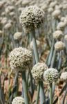 Onion Flowers Stock Photo