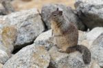 California Ground Squirrel (otospermophilus Beecheyi) Stock Photo