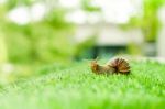 Snail Crawling Stock Photo